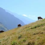 Navigating Sustainable Luxury: Eco-Friendly High-End Travel Experiences