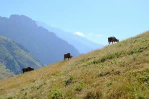 Navigating Sustainable Luxury: Eco-Friendly High-End Travel Experiences